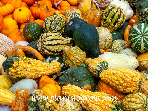 Gourds (Cucurbita)
A sale display demonstrating the plethora of shapes, colors and textures of Gourds.